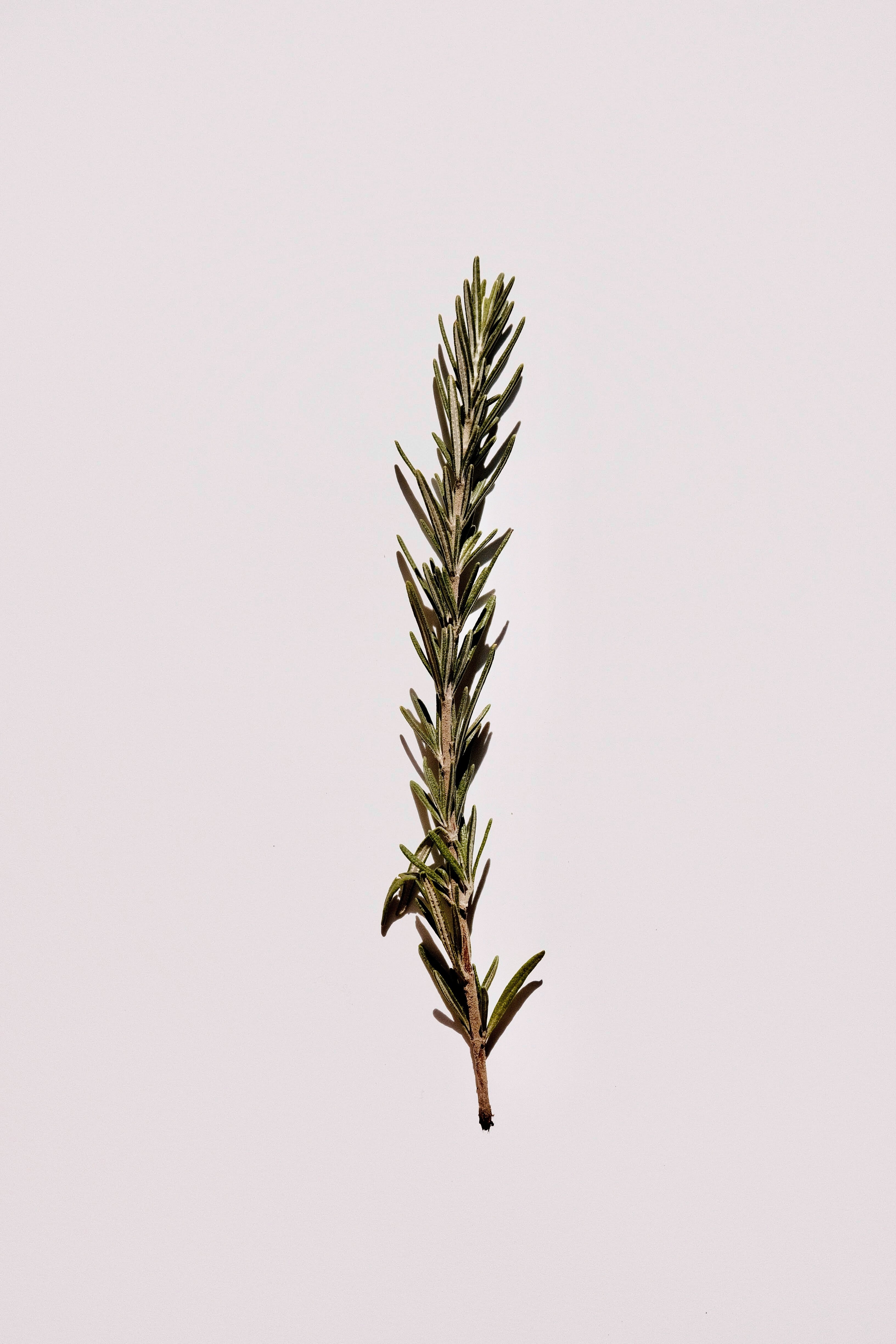 Woody + Earthy - SLOW MADE