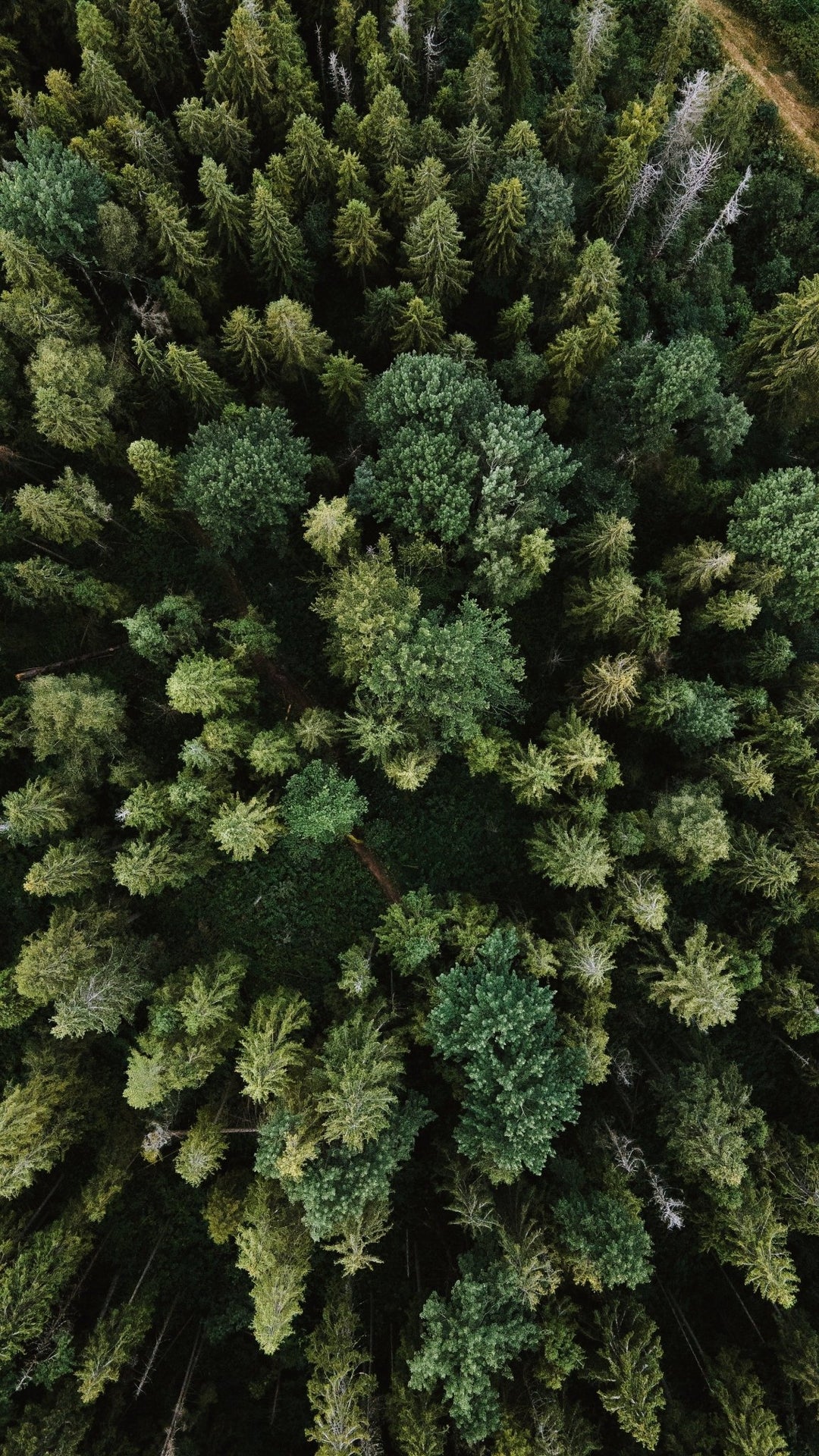 Every order plants one tree – SLOW MADE